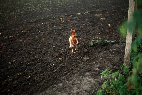 Chicken Summer Free Range Farm — Stock Photo, Image