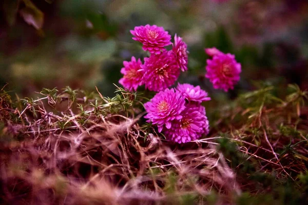 Kleine Rosa Blume Einem Garten — Stockfoto