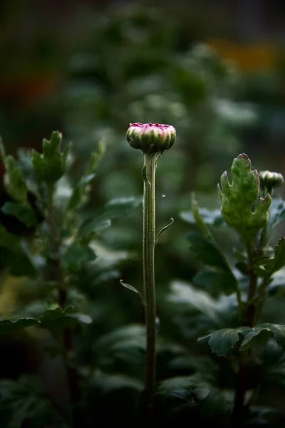 Маленька Фіолетова Квітка Саду — стокове фото
