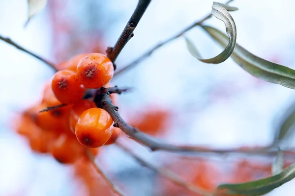 Branch Ripe Sea Buckthorn Sky Orange Berry Useful Health — Stock Photo, Image