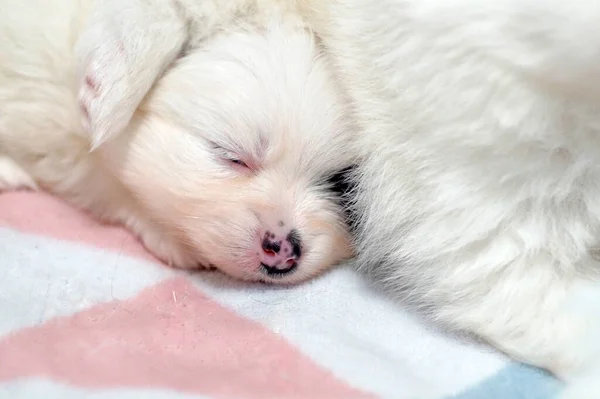 Scared lonely white pomeranian puppy is sleeping