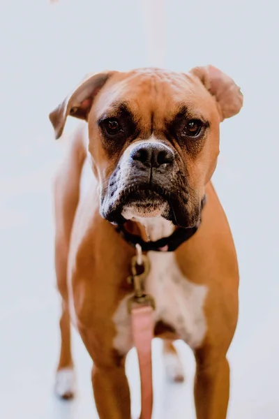 Earthy Vintage Animal Dog Portrait — Stock fotografie
