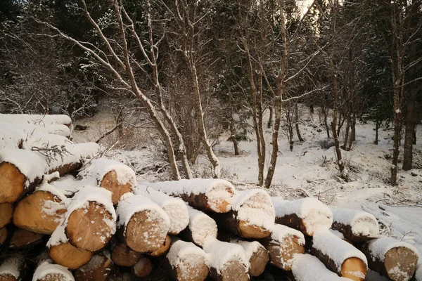 겨울이 시골에서 겨울이 잎없는 의나무 근처에서 눈으로 — 스톡 사진