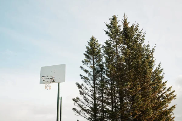 蓝天下生长常绿树附近运动场上篮球比赛的单圈低角度 — 图库照片
