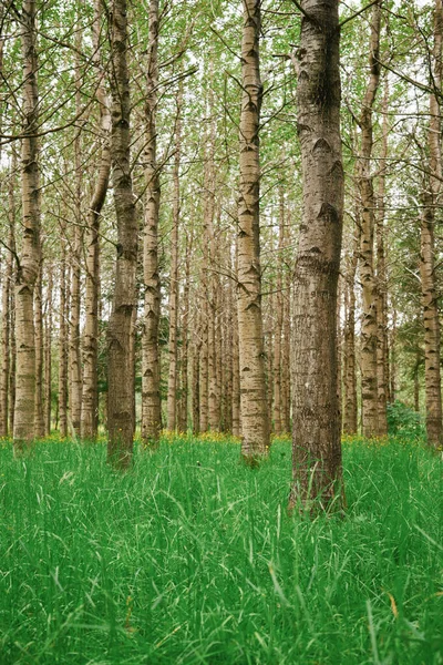 Jasnozielona Trawa Rosnąca Ziemi Pobliżu Pni Drzew Wiosenny Dzień Lesie — Zdjęcie stockowe