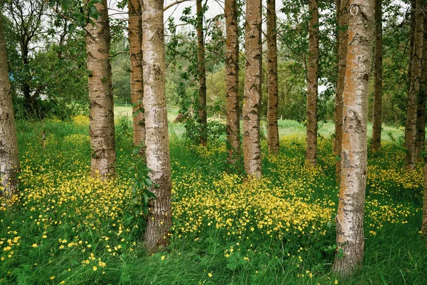 Arbres Fins Fleurs Jaunes Poussant Dans Les Bois Jour Été — Photo