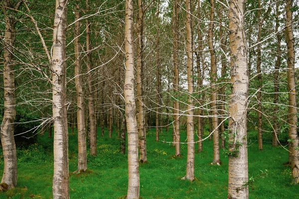 Arbres Troncs Minces Branches Sans Feuilles Poussant Dans Les Bois — Photo