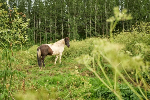 夏天的日子里 在茂密的林地附近的草场上放牧的白马王子 — 图库照片