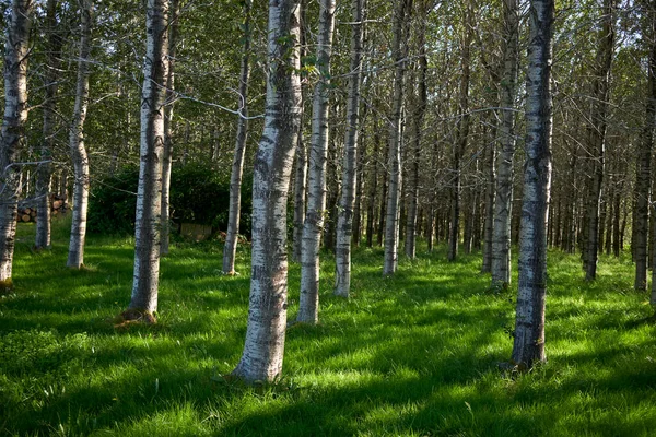 Arbres Ensoleillés Poussant Sur Herbe Verte Tôt Matin Dans Forêt — Photo