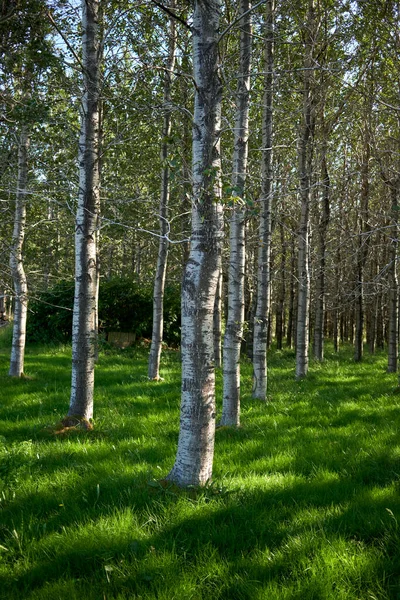 Träd Med Färska Blad Kastar Skuggor Grönt Gräs Samtidigt Som — Stockfoto