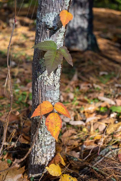 Trujący Bluszcz Zmienia Kolor Jesieni — Zdjęcie stockowe