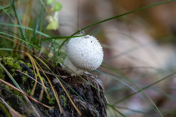 Unbekannter Weißer Pilz Einem Wald Massachusetts — Stockfoto
