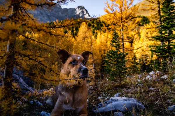アルバータ州でのロングハイキング中の子犬のリラックス — ストック写真