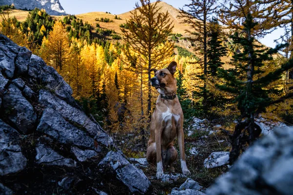 ハイキング中のアルバータ州の子犬の犬のポーズ — ストック写真