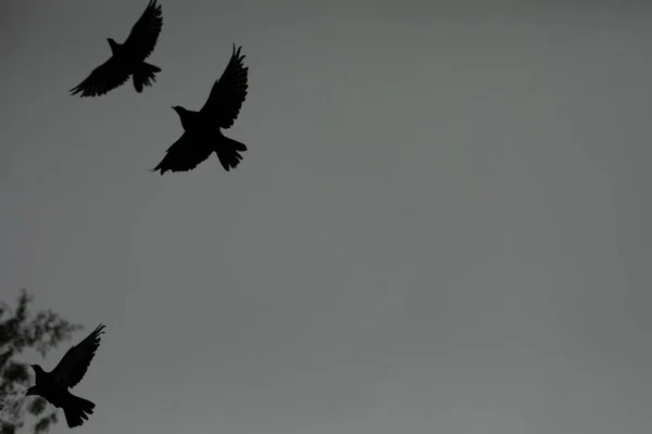 Голуби Летают Фоне Серого Неба Три Птицы Летят Животные Полете — стоковое фото