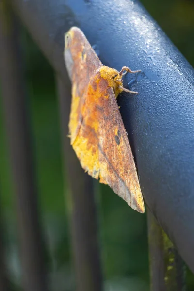 Güzel Turuncu Sarı Kelebek Polenle Kaplı — Stok fotoğraf