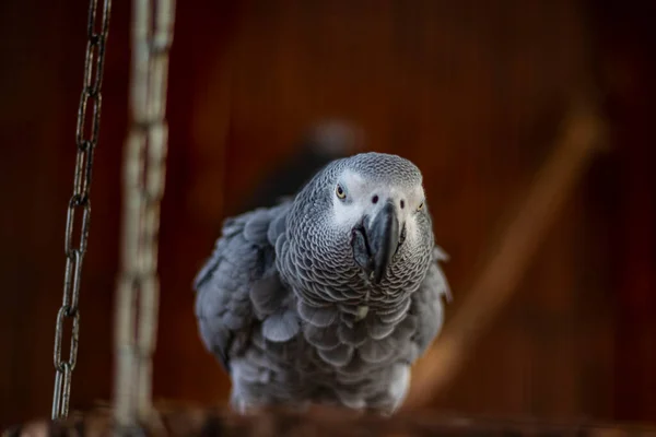 Portrét Jaco Šedého Papouška Psittacus Erithacus — Stock fotografie