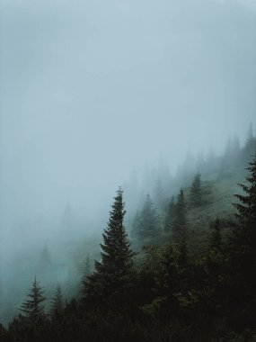 Dağ tepesindeki sisli çam ormanları