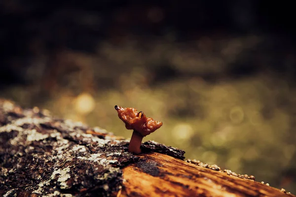 生长在潮湿树干上的蘑菇 — 图库照片