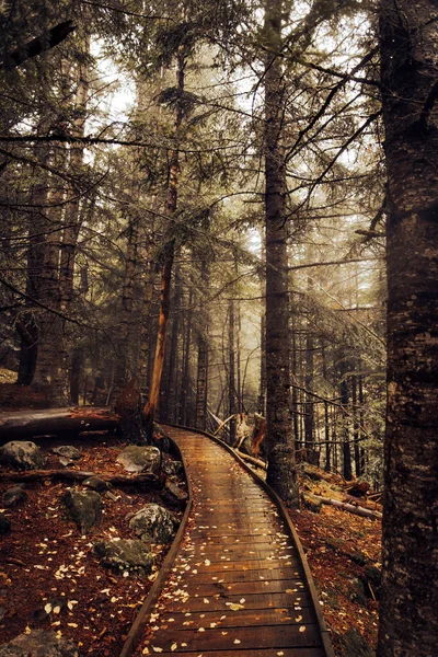 Passarela Atravessando Uma Floresta Durante Dia Nublado Outono — Fotografia de Stock