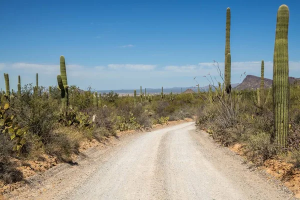 Krásný Druh Kaktusů Poušti — Stock fotografie