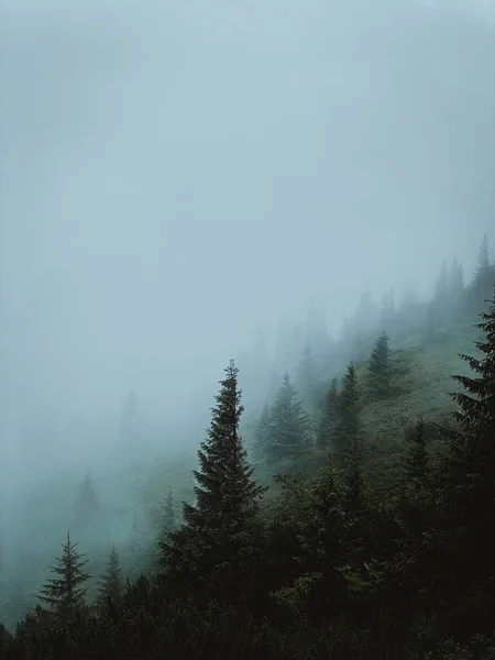 Bosque Pino Colina Montaña Niebla —  Fotos de Stock
