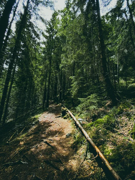 夏の松林の中の森林汚れ道 — ストック写真