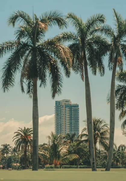 Pálmafák Városban Miami Beach Üdülőhely Luxus — Stock Fotó