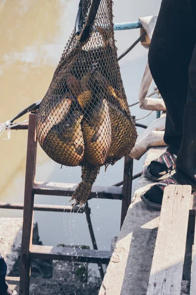 Fisherman Get Lot Carp Fish Large Net Shore — Stock Photo, Image