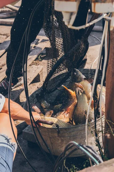 Carp Fish Unloaded Net Jumps Out Splashes — Stock Photo, Image