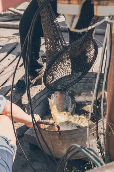 Carp Fish Unloaded Net Jumps Out Splashes — Stock Photo, Image