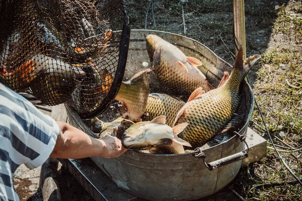 Shiny Large Carp Fish Unloaded Net Jumping Iron Basin — Stock Photo, Image