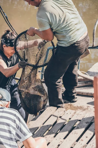 Fishermen Get Lot Carp Fish Large Net Shore — Stock Photo, Image