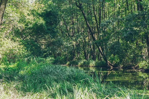 长满河流和芦苇的绿色阳光普照的森林景观 — 图库照片