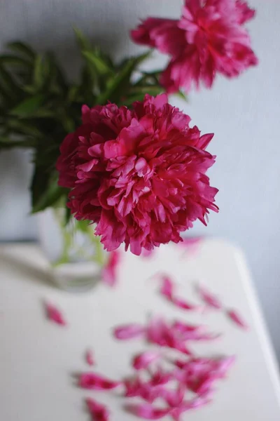 Flores Rosadas Con Pétalos Caídos —  Fotos de Stock