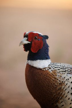 free pheasant portrait in natural environment clipart