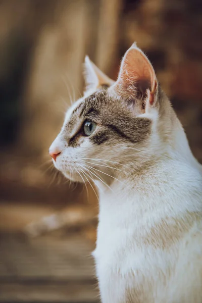 Белая Кошка Серыми Глазами Смотрящая Сторону — стоковое фото