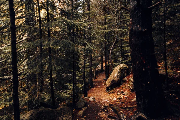 Εσωτερικό Ενός Δάσους Κατά Διάρκεια Ενός Φθινοπωρινού Πρωινού — Φωτογραφία Αρχείου