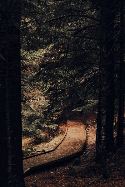 曇りの日に森の中を抜ける木の歩道 — ストック写真