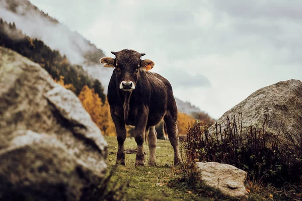 Wilde Kuh Grast Herbst Fröhlich Auf Dem Berg — Stockfoto