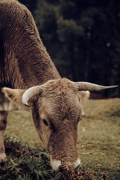Sauvage Vache Pâturage Gai Sur Montagne Automne — Photo