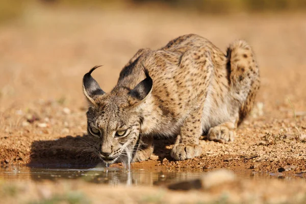 Free Iberian Lynx Its Natural Environment Drinking Water — Stock Photo, Image