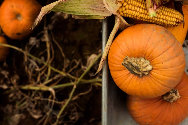 Pumpkins Wheelbarrow Corn Field — Stock Photo, Image