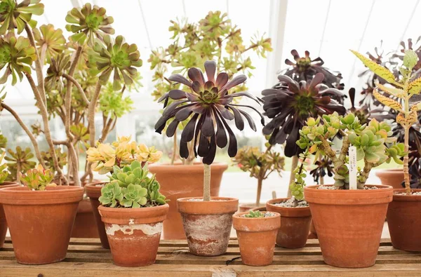 Plantas Suculentas Vaso Que Crescem Uma Casa Verde — Fotografia de Stock