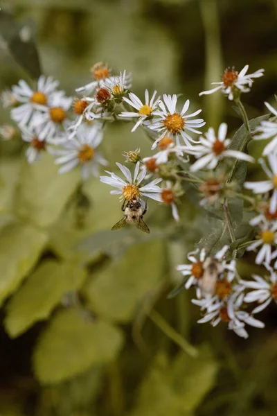 Buzzing Bee Ψάχνει Για Γύρη — Φωτογραφία Αρχείου
