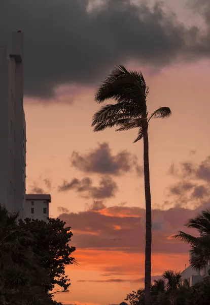 Закат Пляже Майами Палмс Стрит — стоковое фото