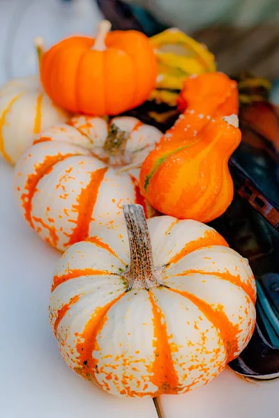 Assorted Orange White Holiday Pumpkins — Stock Photo, Image