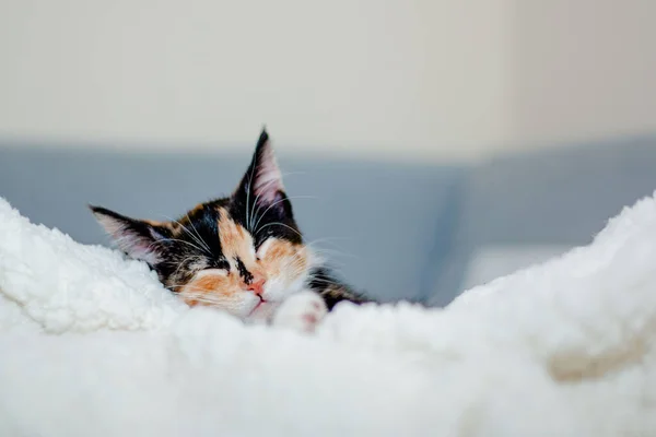 Calico Resting Soft Blanket — стокове фото