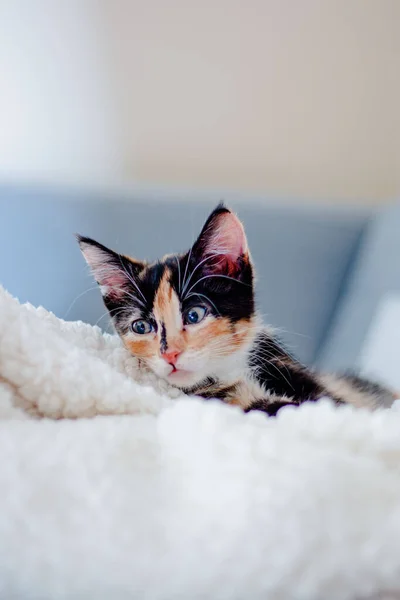 模糊毛毯上的卡利科猫咪 — 图库照片