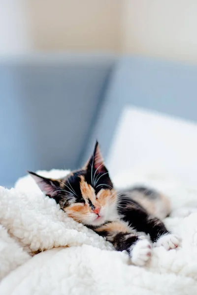 Calico Kätzchen Mit Pfoten Auf Decke — Stockfoto